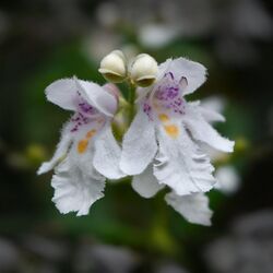 Prostanthera lasianthos flowers.jpg