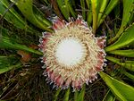 Protea cryophila 15087665.jpg