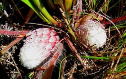 Protea pruinosa 15662902.jpg