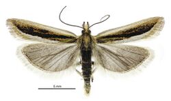 Protyparcha scaphodes male.jpg