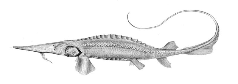 File:Pseudoscaphirhynchus fedtschenkoi.jpg