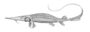 Pseudoscaphirhynchus fedtschenkoi.jpg