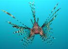 Pterois volitans Manado-e edit.jpg