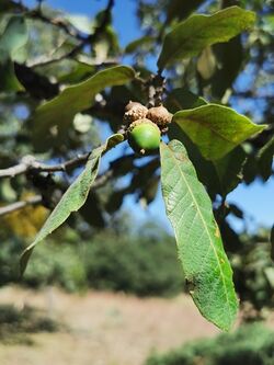Quercus Convallata.jpg