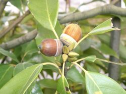 Quercus glauca4.jpg