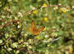 Rauparaha's copper (mokarakare) butterfly.jpg