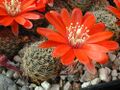 Rebutia pygmaea1d.MW.jpg