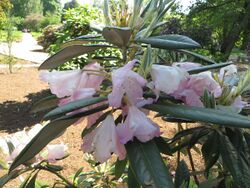 Rhododendron insigne 01.JPG