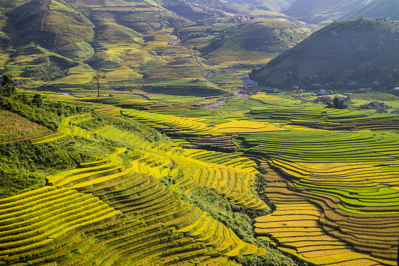 File:Rice terrace.png
