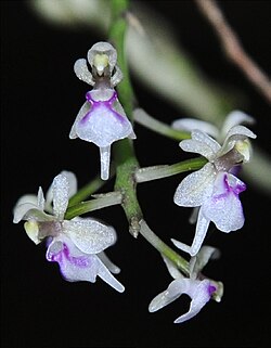 Saccolabiopsis pusilla flower.jpg