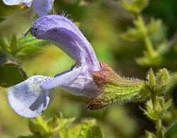 Salvia africana 2.jpg