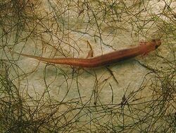 San Marcos salamander.jpg