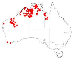 Scaevola browniana DistMap13.png