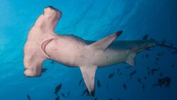 Scalloped Hammerhead Shark Sphyrna Lewini (226845659).jpeg