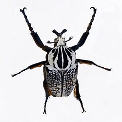 Scarabaeidae - Goliathus orientalis.jpg