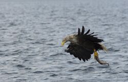 Sea Eagle (14992790955).jpg