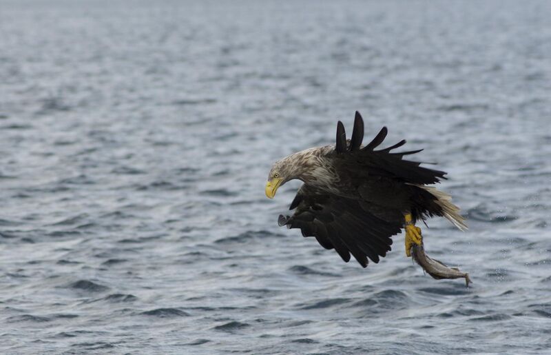 File:Sea Eagle (14992790955).jpg