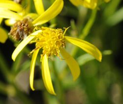 Senecio ovatus (2).jpg