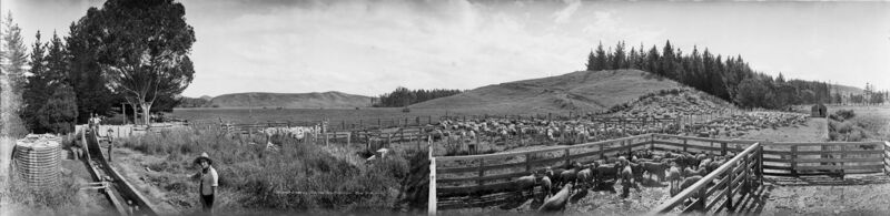 File:Sheep dipping, Akitio Outstation, between 1923-1928 (3056918129).jpg