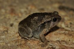 Slender-digit Chorus Frog (Kaloula picta).jpg