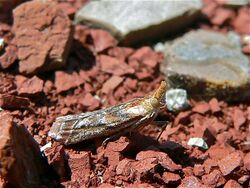 Snout Moth (Ancylosis cinnamomella) (8337386527).jpg