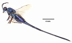 Solenura ania (10.3897-BDJ.8.e54961) Figure 4.jpg