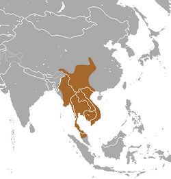 Southeast Asian Shrew area.png