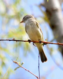 Southern Beardless Tyrannulet.jpg