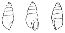 Spelaeoconcha paganettii shell.png