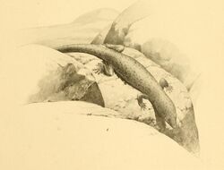 Sphaerodactylus corticola 01-Barbour 1921.jpg