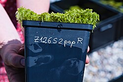 Sphagnum papillosum at Sphagnum cultivation at Universität Greifswald 2023-06-11 01.jpg