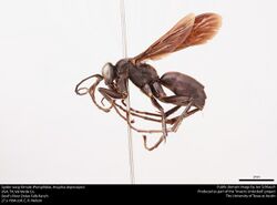 Spider wasp female (Pompilidae, Anoplius depressipes) (41210539412).jpg