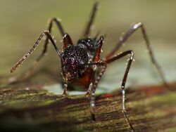 Spiny Ant (Dolichoderus beccarii) (15519176096).jpg
