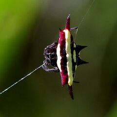 Spiny Orb-weaver (Gasteracantha fornicata).jpg