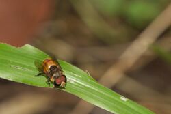 Syrphidae at Kadavoor.jpg