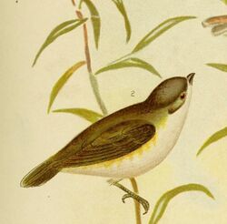 The birds of Australia (16804583219) (cropped).jpg
