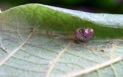 Thwaitesia Spider on White Beech leaf.jpg