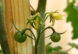Tomato fruit and flowers at day 52.jpg