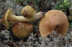 Tricholoma aestuans 25984.jpg