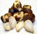 Collection of tulip bulbs, some sliced to show interior scales