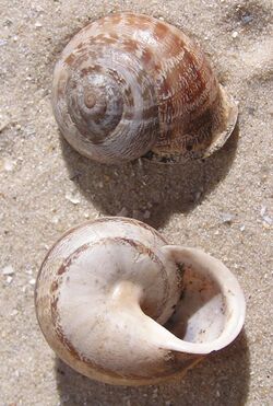 Two Eobania vermiculata shell.jpg