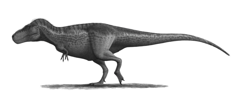File:Tyrannosaurus-rex-Profile-steveoc86 (flipped).png