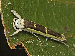 Vanicela xenadelpha.jpg