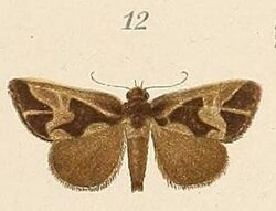 Voeltzkow-pl.6-fig.12-Bryophila inscripta (Parafodina inscripta (Pagenstecher 1907)).JPG