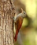 Xiphorhynchus obsoletus - Striped Woodcreeper.JPG