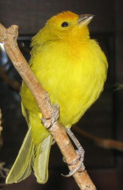 Yellowgreen finch 2.jpg