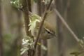 Yellowish-bellied Bush-Warbler - Arunachal Pradesh - India FJ0A7554 (33492568393).jpg