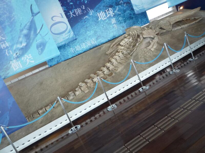 File:インカクジラのホロタイプ標本.jpg