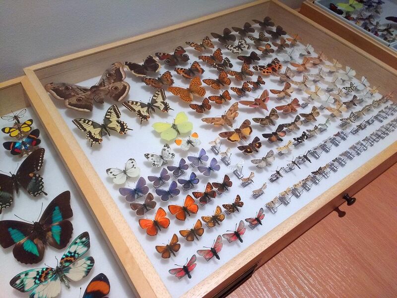 File:03 Museum insect specimen drawer - Muzeum Gornoslaskie, Bytom, Poland.jpg