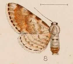 08-Eupithecia albifurva Hampson, 1907.JPG